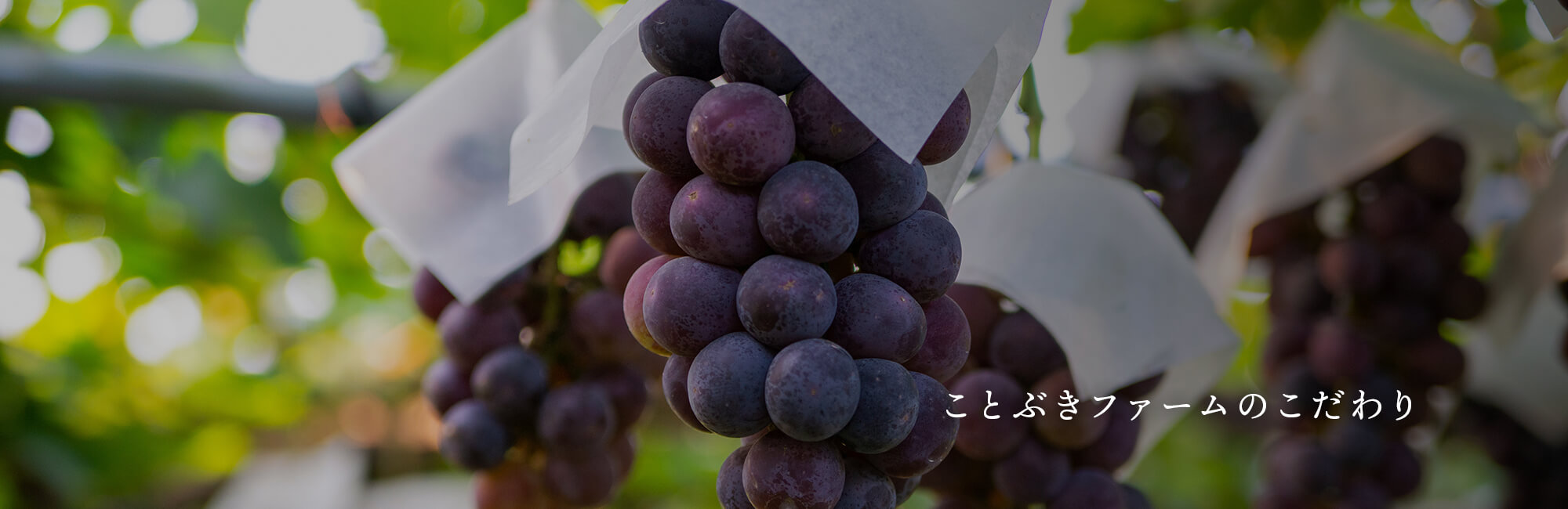 ことぶきファームのこだわり